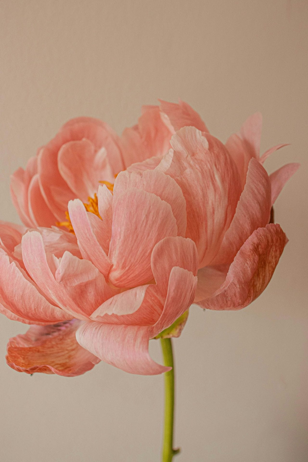 Nine ways to build an innovation culture, image of pink peony