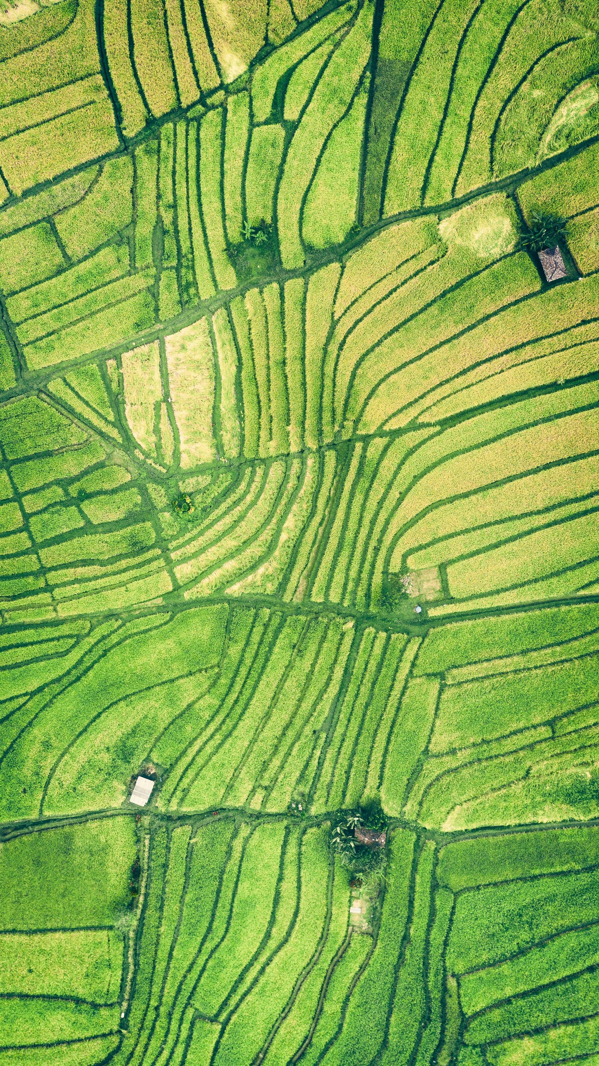 Patent landscape of agrifood sector, rice field